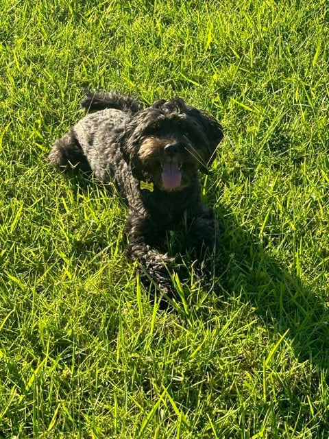 The Benefits of KONG Ball Play for Dogs