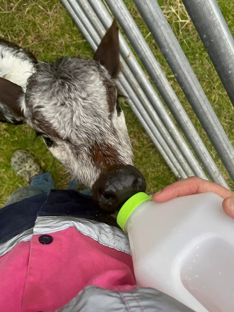 Raising an Orphaned Cow: Our Journey from City Dwellers to Cow Caregivers