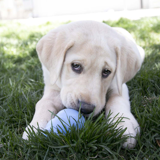 Kong Puppy Pet and Rural Supply Co