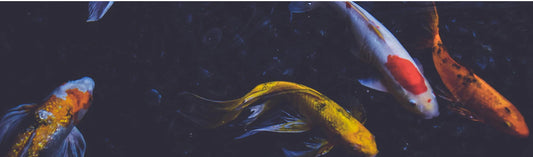 Introducing NorthFin Australia:  Our New Supplier of Premium Fish Food