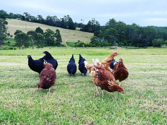Products to keep your chickens happy and healthy