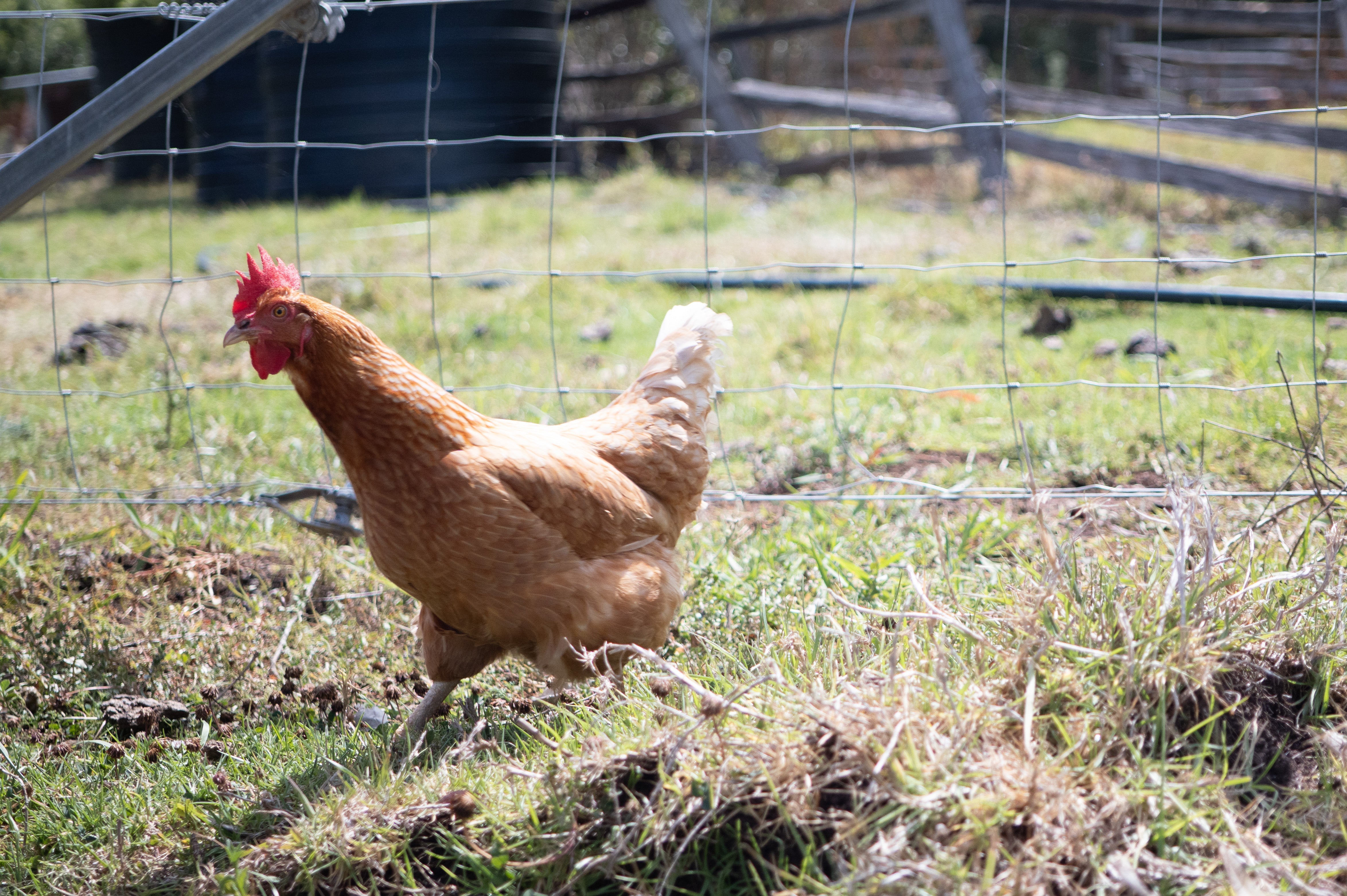 Backyard Chicken Care For Beginners Australia | Poultry Care Guide ...