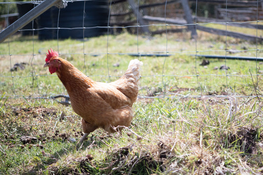 Backyard Chicken Care For Beginners Australia