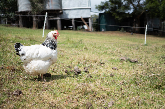 Signs Of Unhealthy Chickens Australia