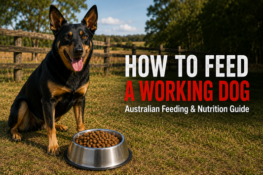 Australian working dog beside dog food bowl and feeding equipment on a rural property
