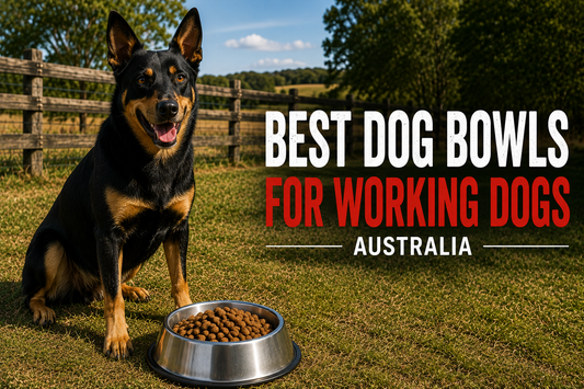Best Dog Bowls for Working Dogs Australia