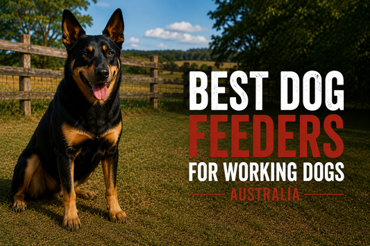 Best dog feeders for working dogs Australia – Australian working dog on rural property