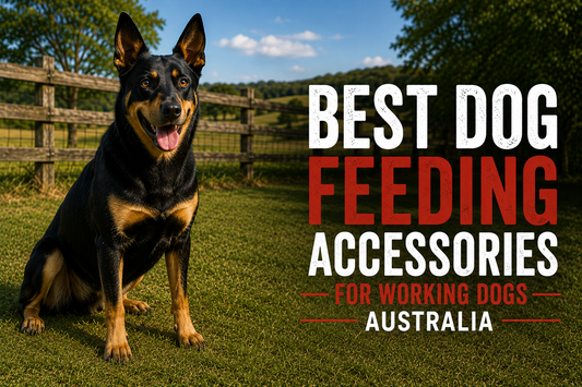 Working dog on Australian rural property – dog feeding accessories and feeding guide