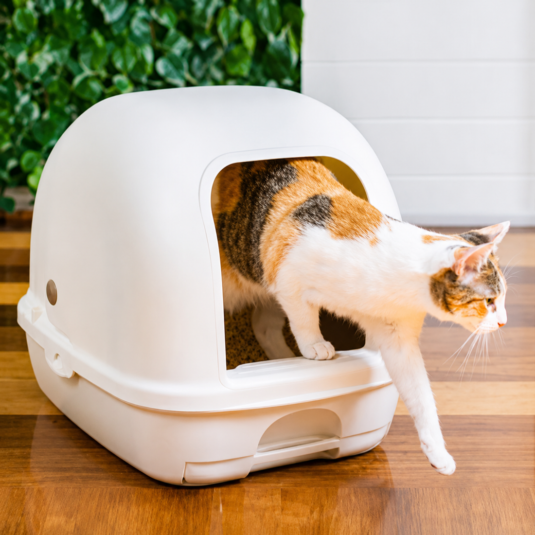 Cat using low tracking Ezi-LockOdour cat litter system with minimal litter tracking around the tray