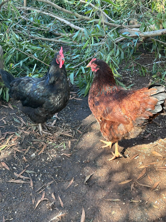 Chicken Coop Maintenance Guide Australia