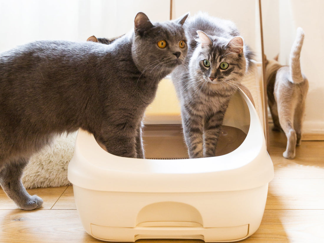 Indoor cat using low odour Ezi-LockOdour cat litter system in an Australian apartment