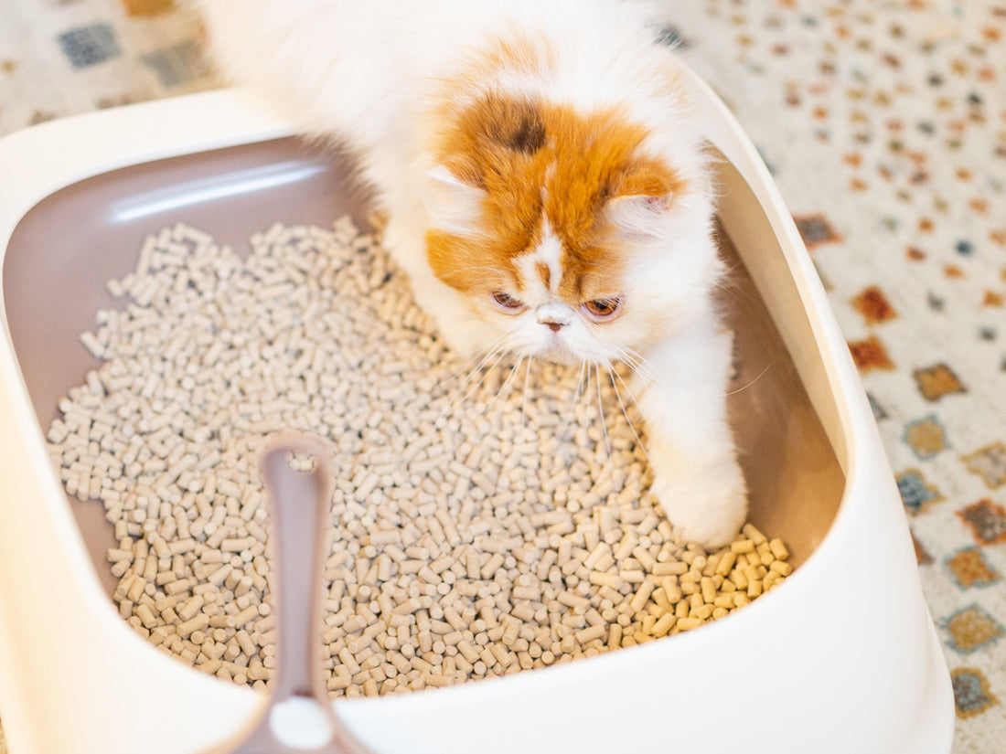 Natural Mineral Cat Litter vs Wood Fibre Cat Litter