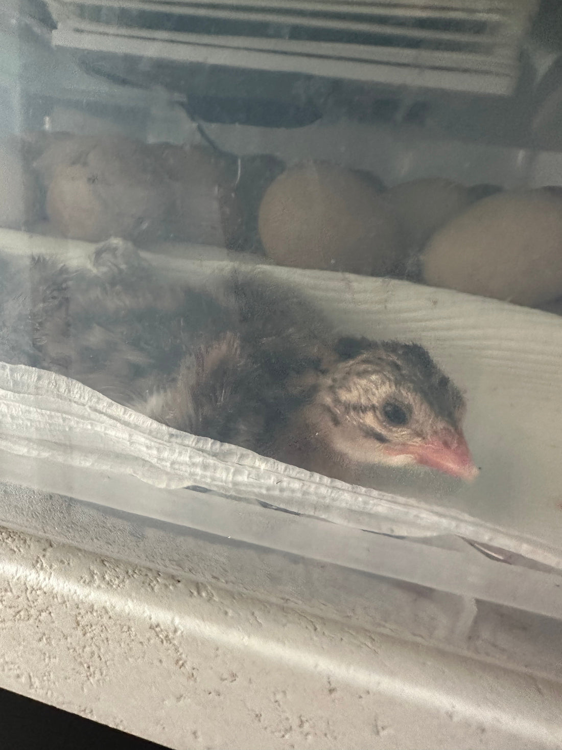 Incubating Guinea Fowl
