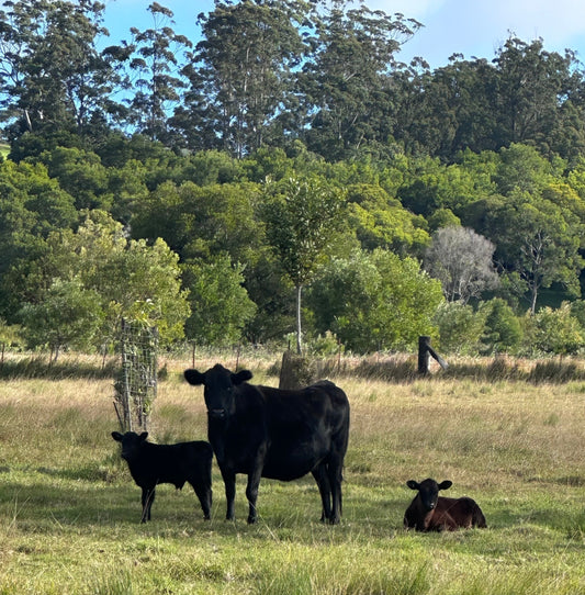 Liver fluke in cattle Australia management guide
