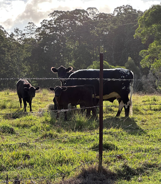 cattle supplies australia, livestock management australia, rural farm products, cattle care products, livestock supplies, australian farm supplies, farm animal essentials, rural livestock care, cattle products australia, farm management supplies