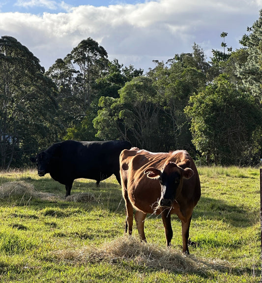 Cattle Parasite Control Program Australia (2026 Guide)