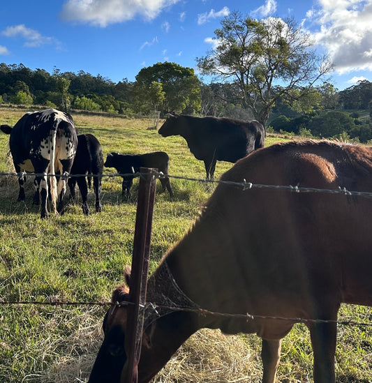 Best Livestock Ele