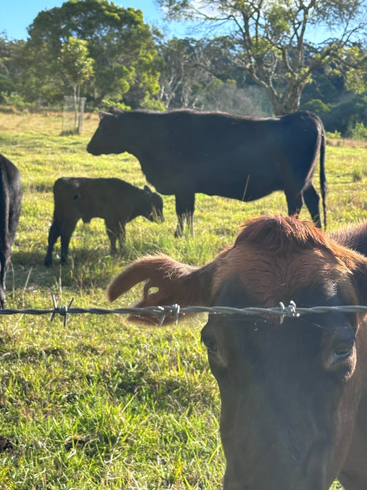 Compare Ivermec vs Triclamec Ultra for cattle. Learn the differences between these popular Vetsense pour-on treatments and choose the right parasite management option for your herd.