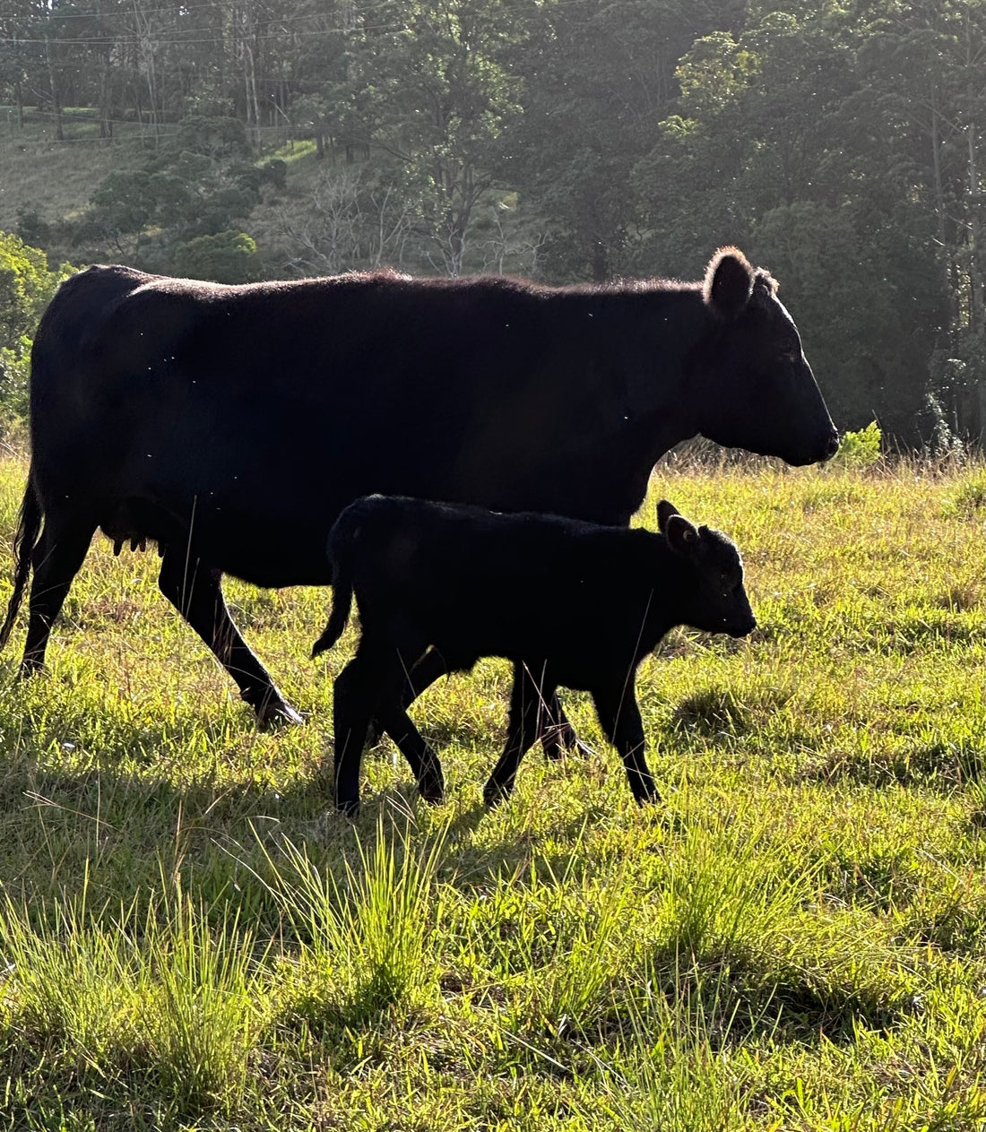 Cattle parasite control and wormer rotation strategy Australia