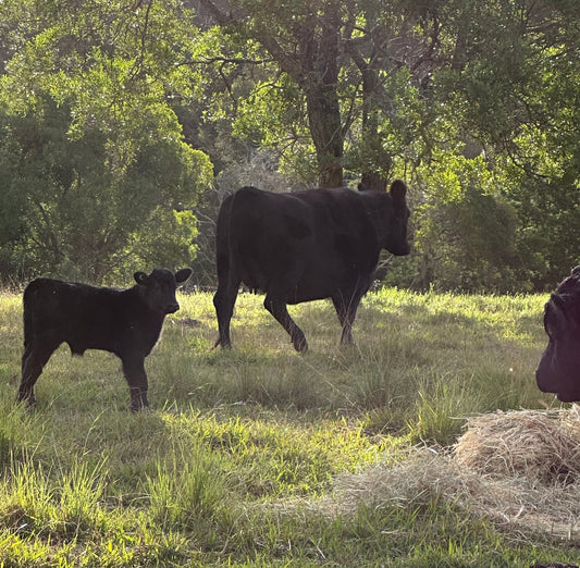 Cattle parasite control program in Australia showing wormer rotation strategy using ivermec triclamec and ausmectin pour-on treatments for beef cattle