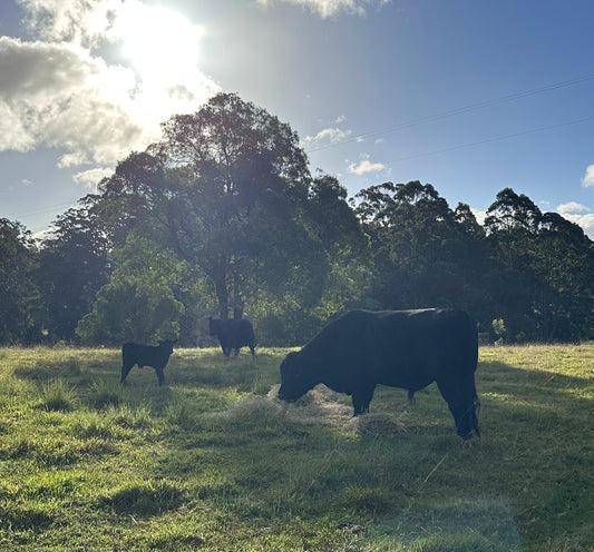 Cattle lice treatment and management guide Australia