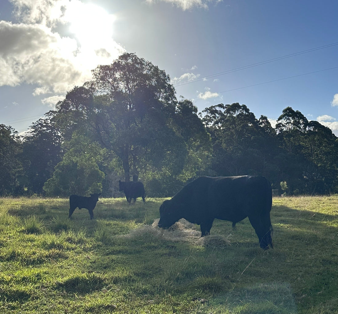 Cattle lice treatment and management guide Australia