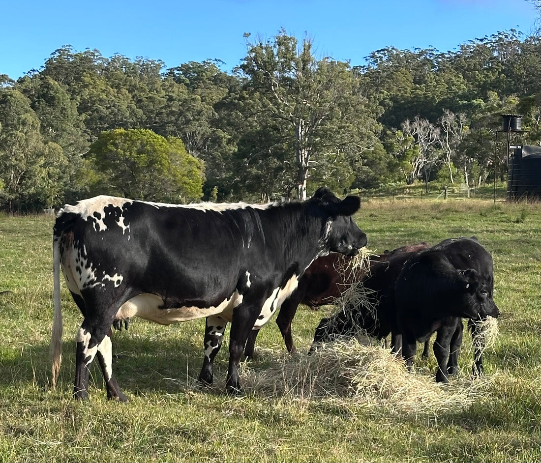 Ausmectin cattle pour-on guide for Australian cattle producers