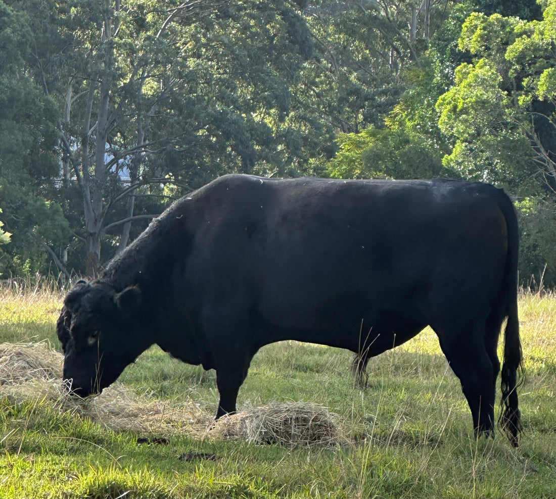 Vetsense Ivermec Pour-On guide for cattle producers in Australia