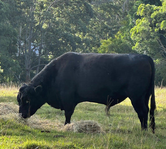 Vetsense Ivermec Pour-On guide for cattle producers in Australia