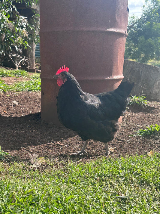Winter Chicken Care Tips Australia