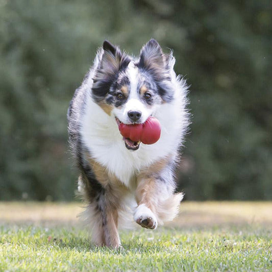 Large dog enjoying a stuffed KONG Extreme toy during enrichment play in Australia
