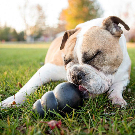 Powerful dog chewing a black KONG Extreme rubber toy during supervised enrichment in Australia