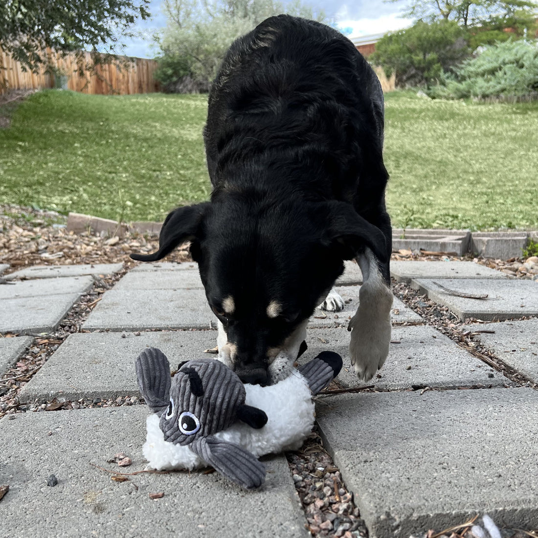 Dog carrying a KONG Floofs plush squeaky toy during indoor play