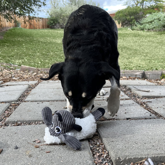 Dog carrying a KONG Floofs plush squeaky toy during indoor play