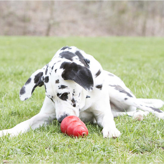 Frozen KONG recipe filled with dog-safe ingredients for enrichment and mental stimulation