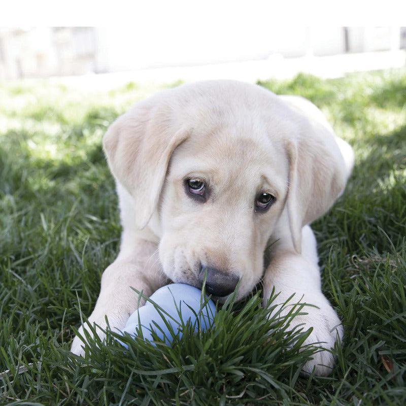 Golden Retriever puppy playing with KONG Puppy toys and enrichment products