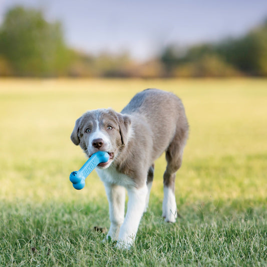 Best KONG Toys for Dogs Home Alone Australia Complete Buying Guide