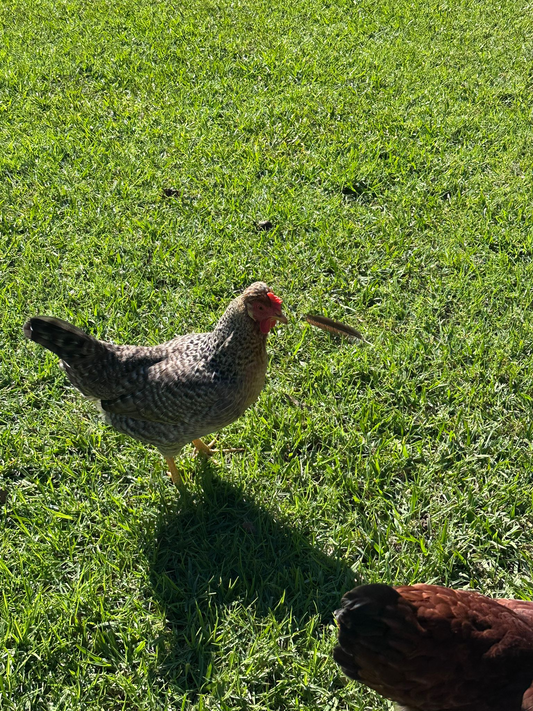 Raising Chickens For Eggs Australia