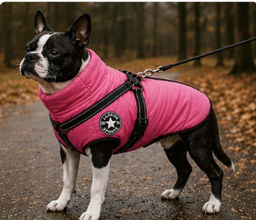 Outdoor winter clothes for dogs during cold rainy Australian weather