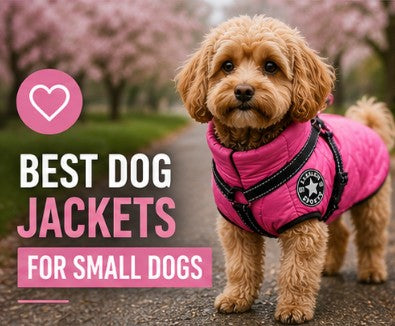 Warm dog clothes for small dogs during colder Australian weather