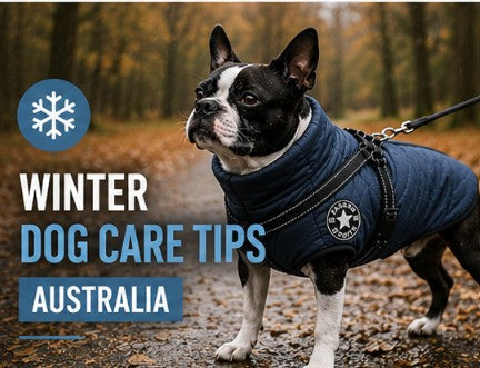 How to keep dogs warm in winter using insulated dog jackets