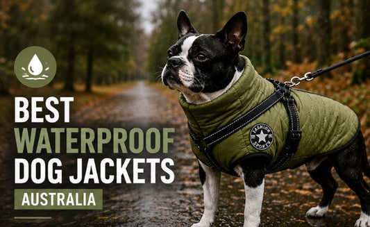 Waterproof Dog Jackets For Winter Walks