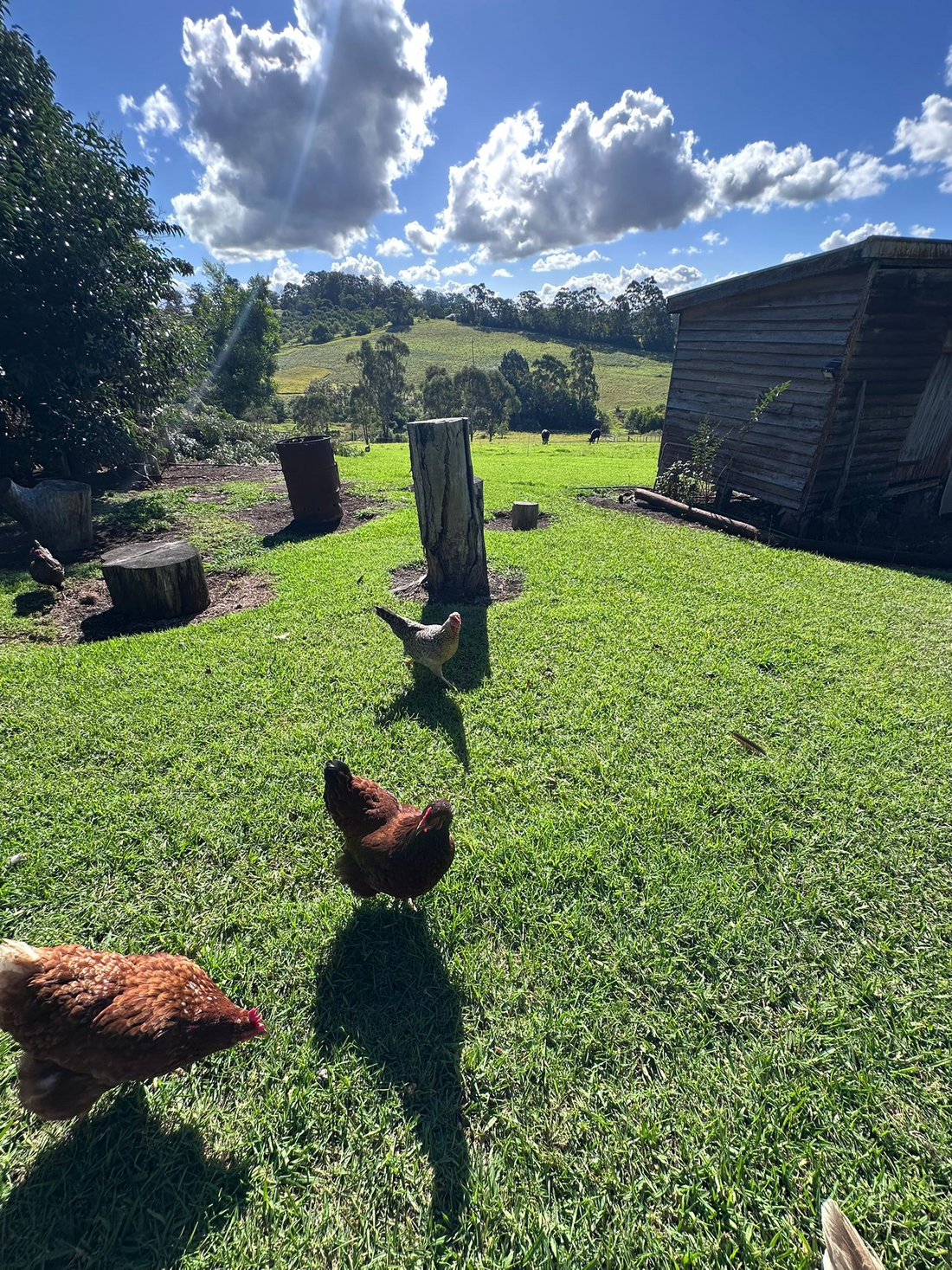 Supporting Egg Production In Backyard Chickens Australia