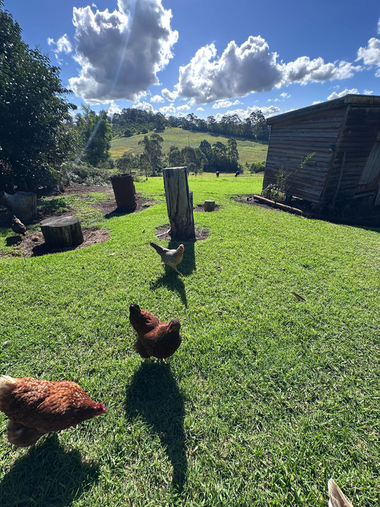 Supporting Egg Production In Backyard Chickens Australia