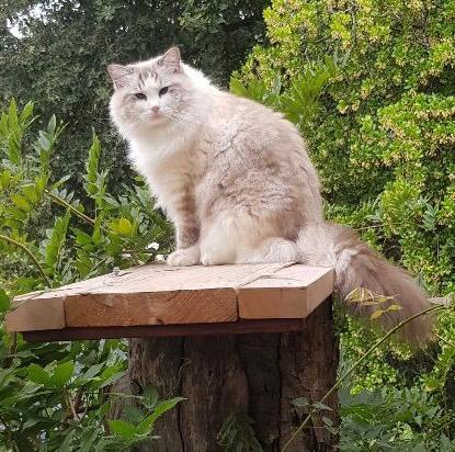 Best creamy cat treats and lickable snacks for fussy cats in Australia