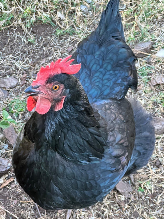Raising Healthy Backyard Chickens Australia
