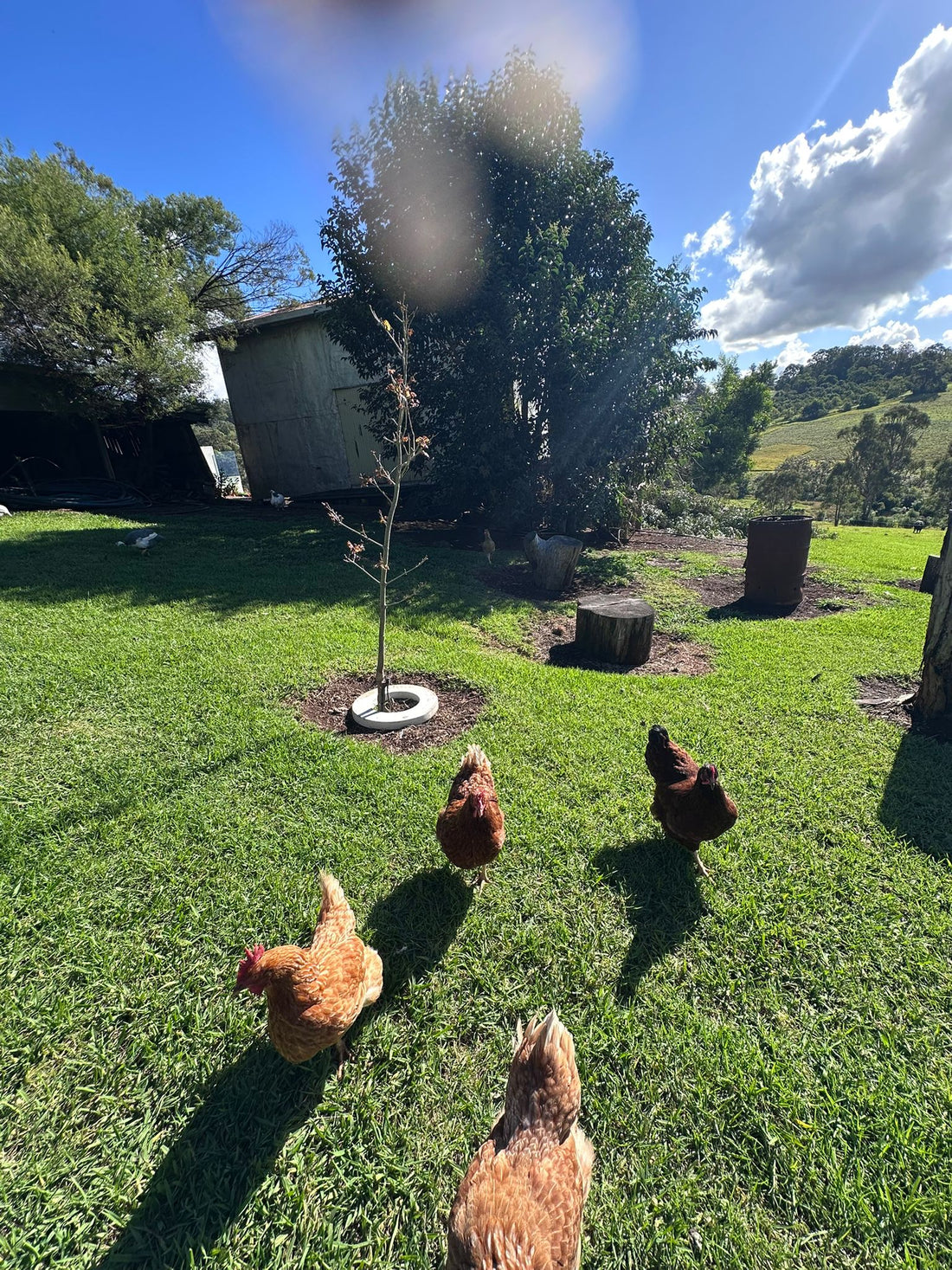 Raising Healthy Backyard Chickens Australia