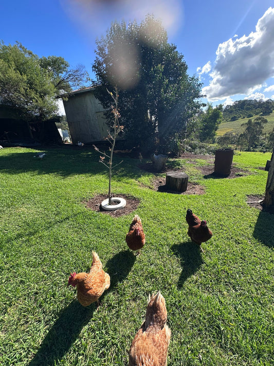 Raising Healthy Backyard Chickens Australia