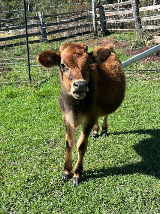 Winter cattle care and livestock management supplies for Australian rural farms