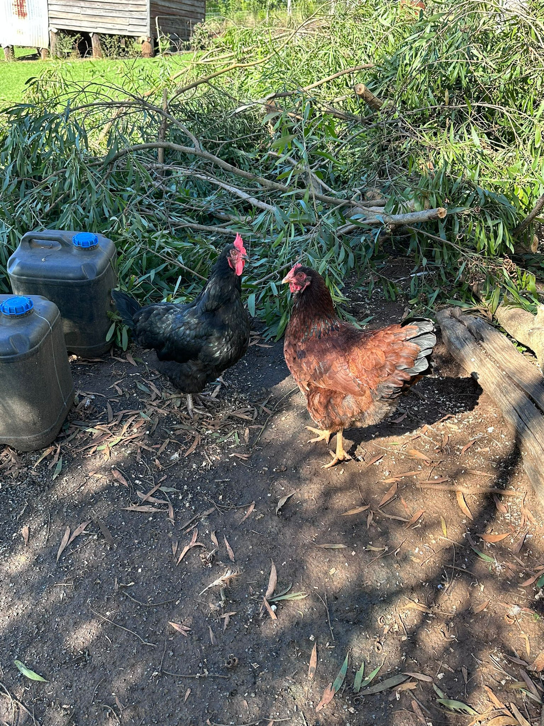 Signs Of Heat Stress In Chickens Australia